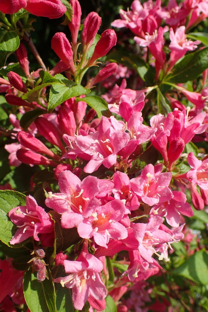 Вейгела гибридная - фото 8