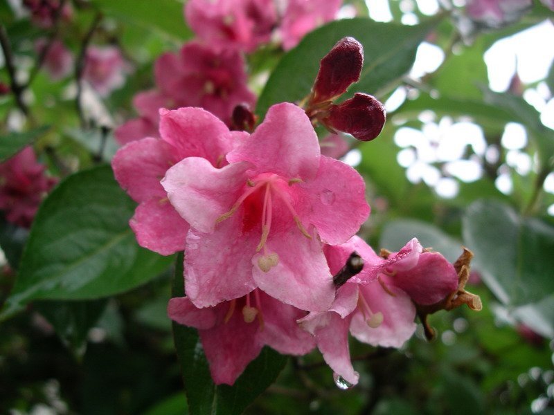 Вейгела гибридная