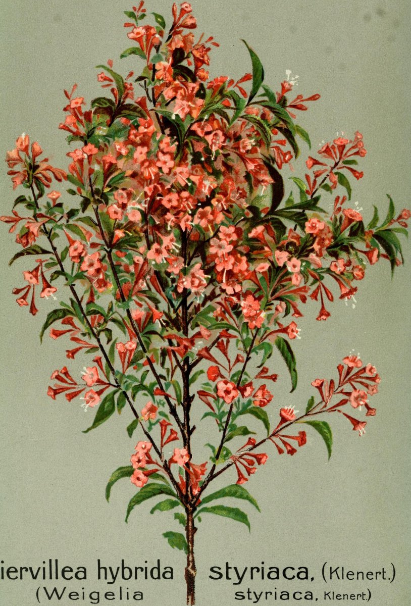 Вейгела гибридная - фото 3