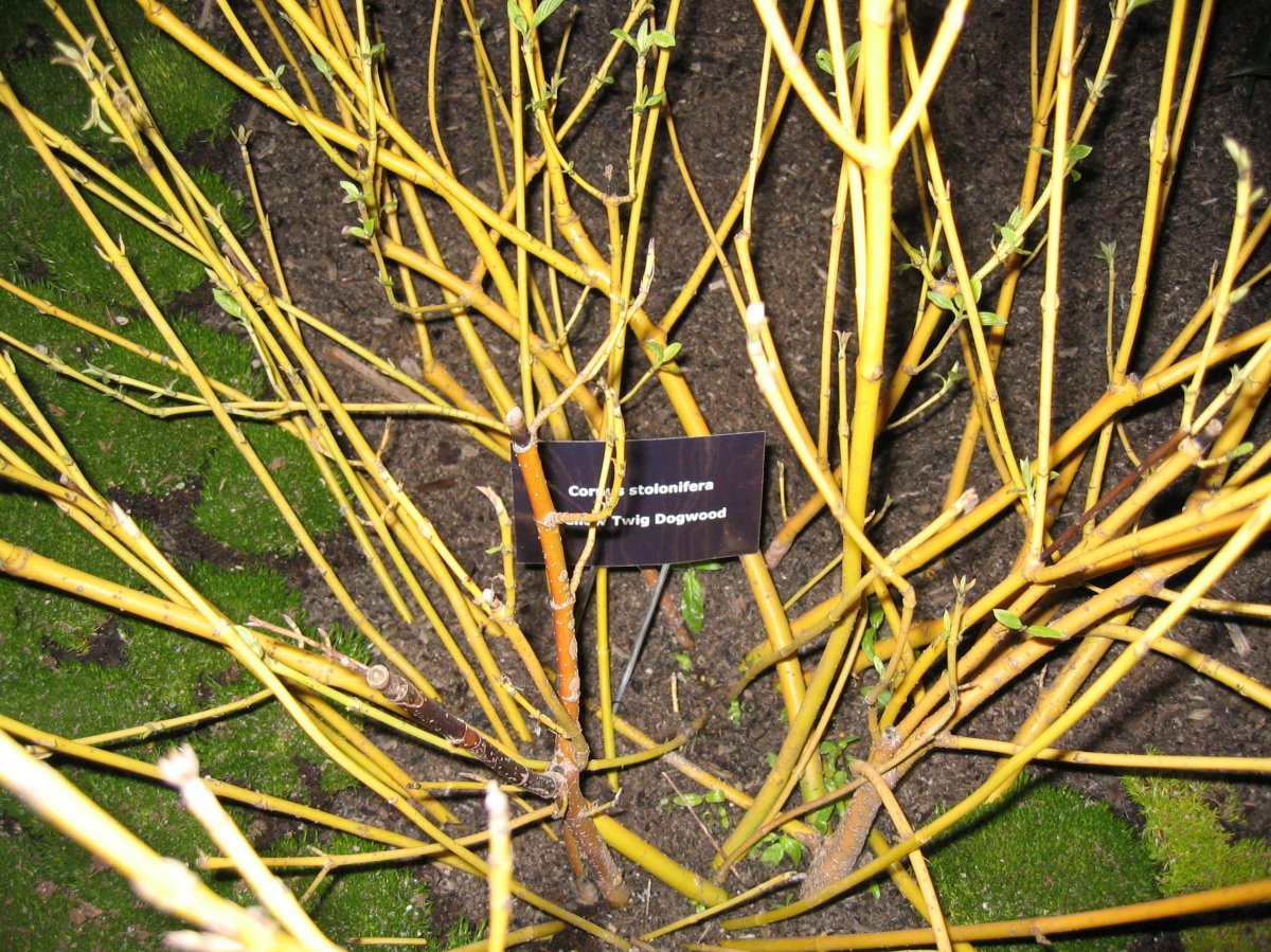 Дёрен отпрысковый - фото 2