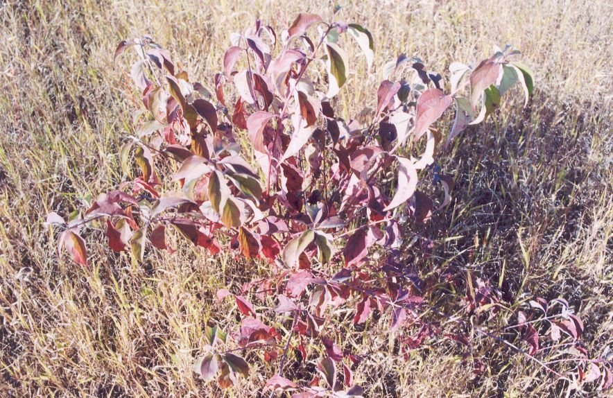 Дёрен отпрысковый - фото 6