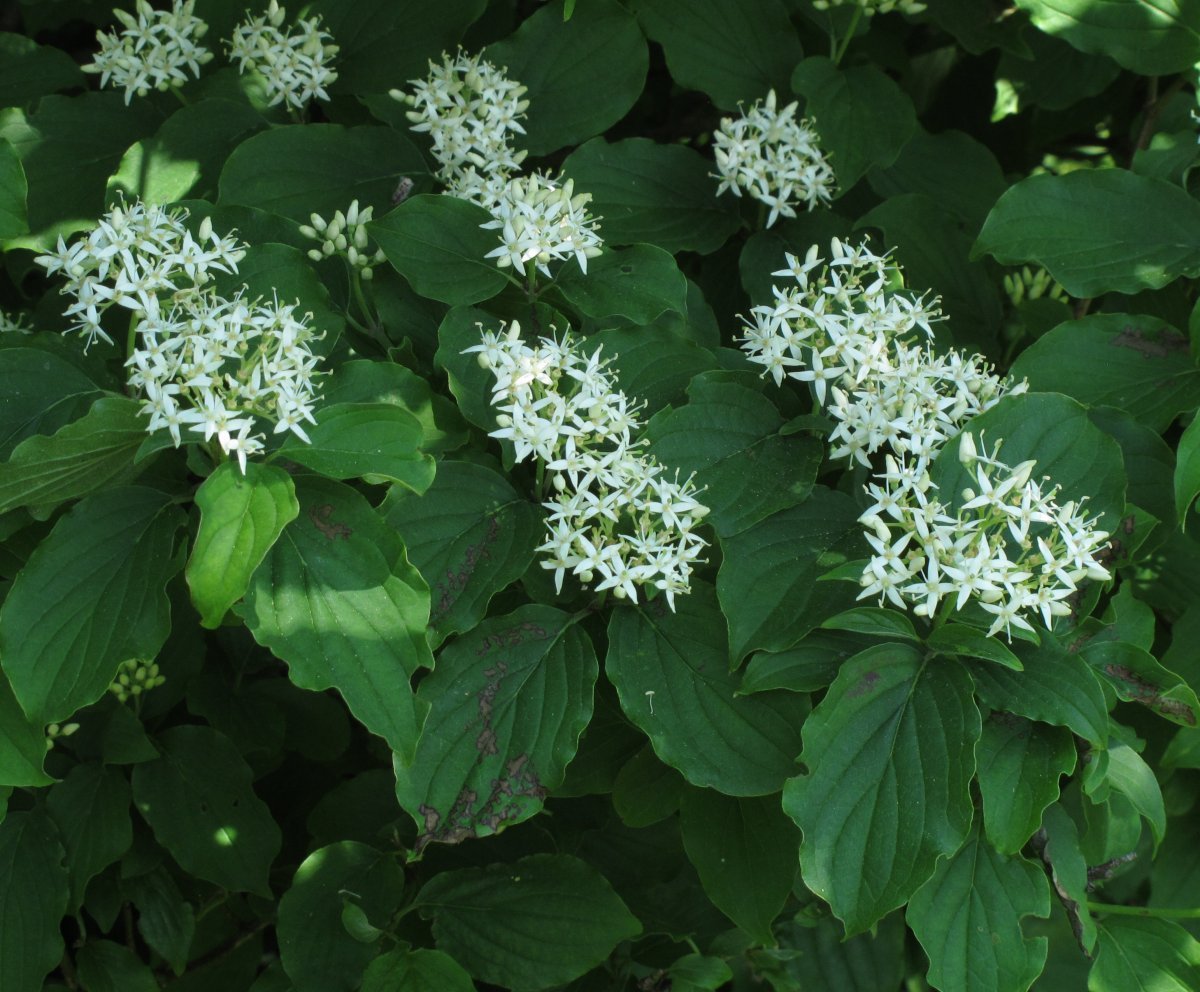 Дёрен кроваво-красный - фото 10