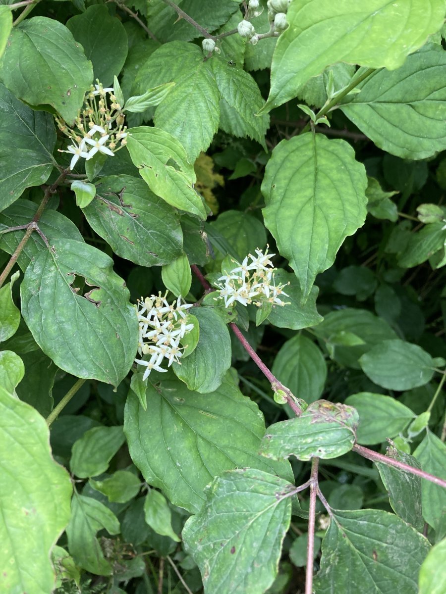 Дёрен кроваво-красный - фото 8