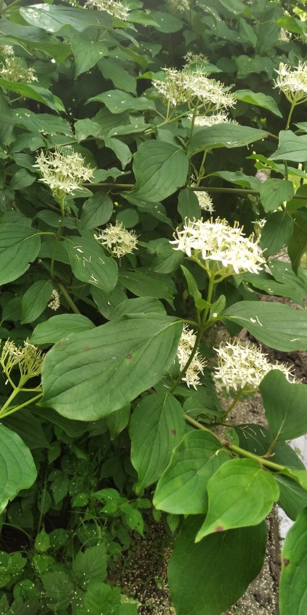 Дёрен кроваво-красный - фото 4