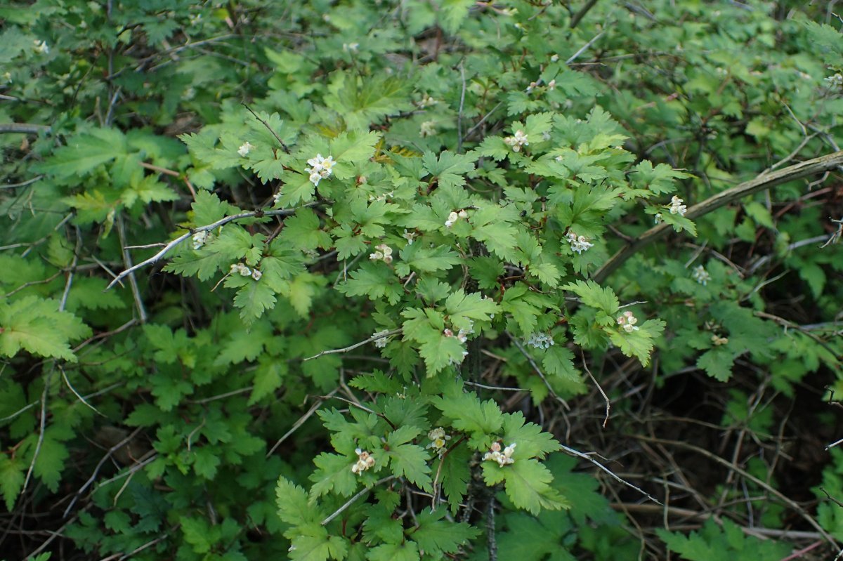 Стефанандра надрезаннолистная - фото 3