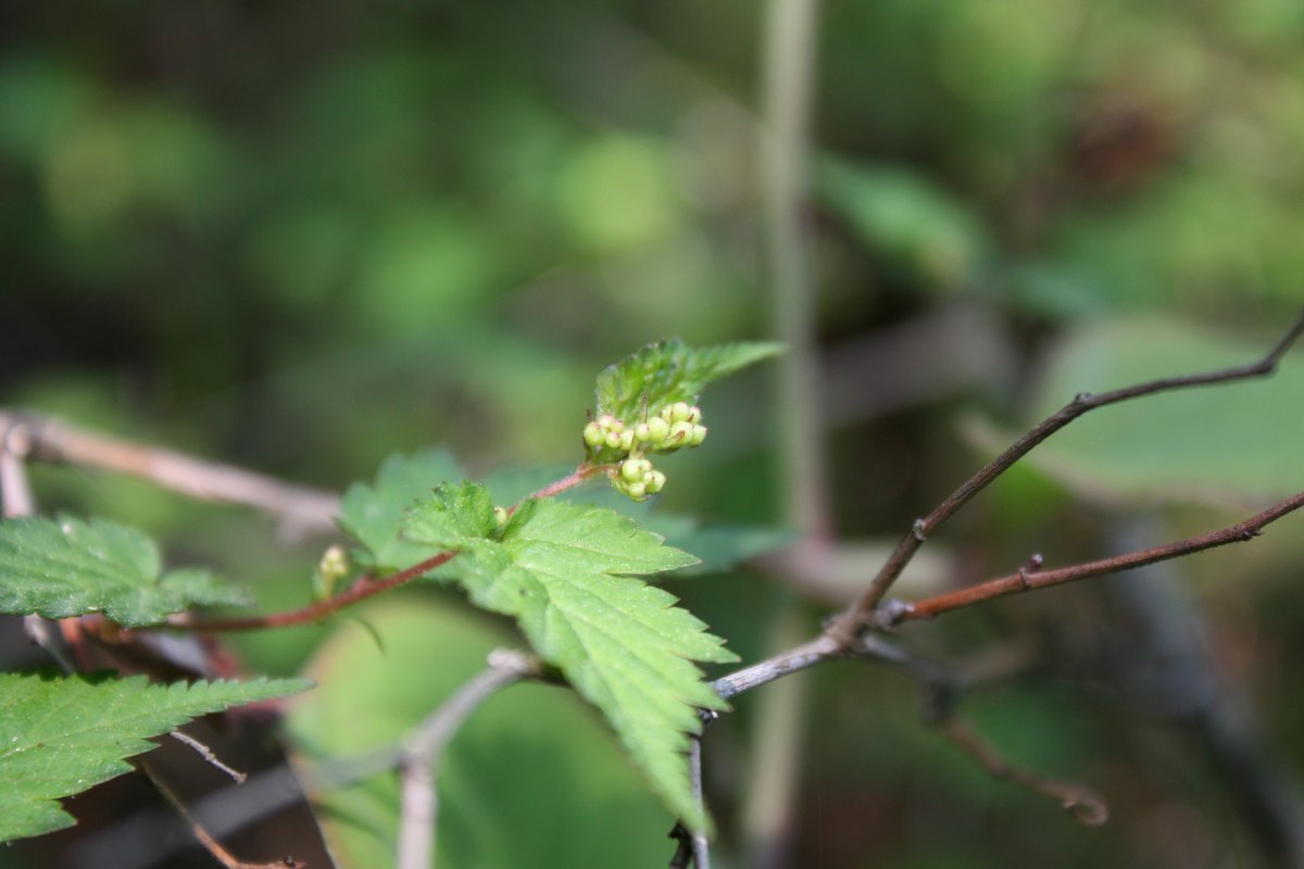 Стефанандра надрезаннолистная - фото 7