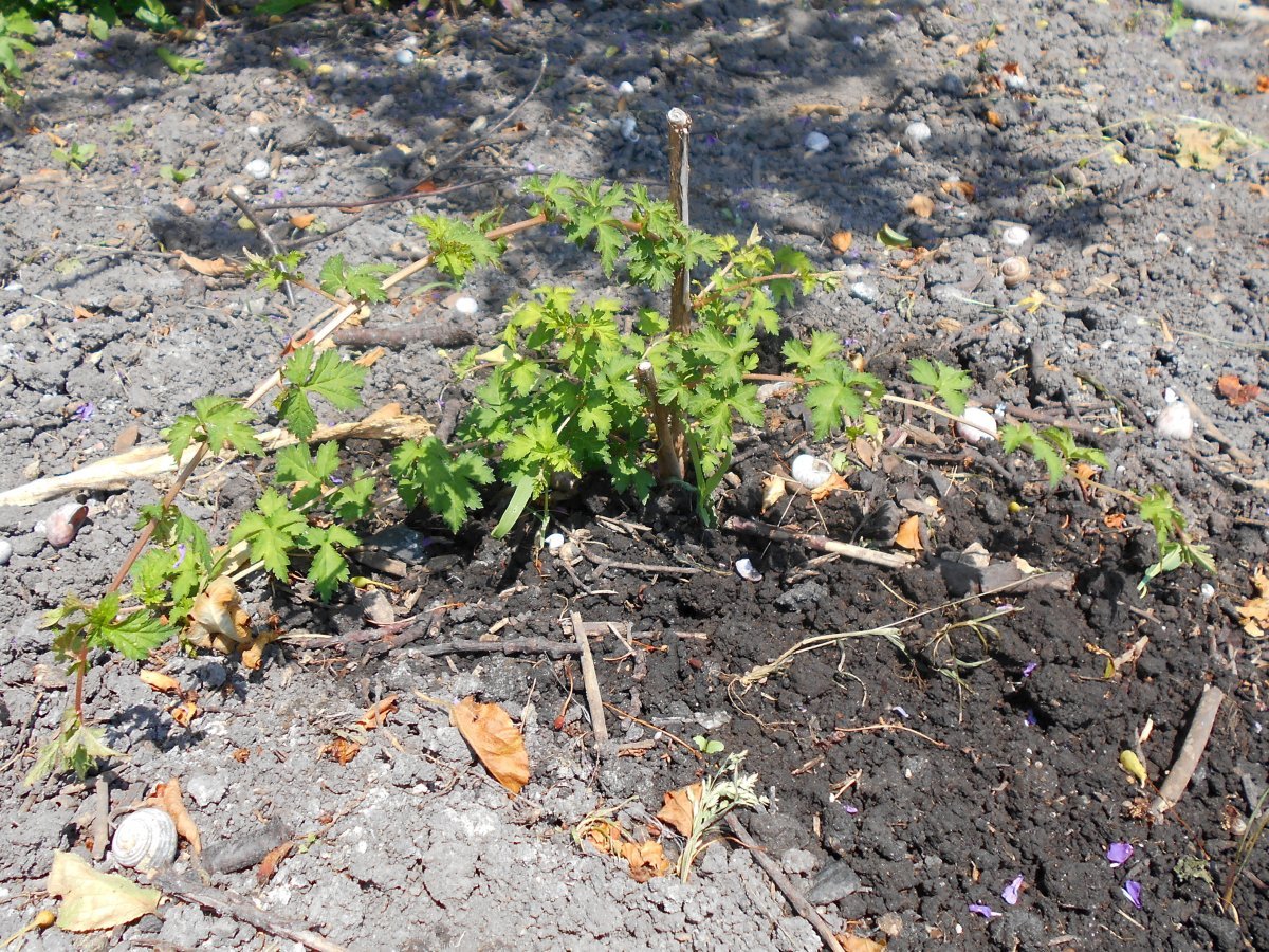 Стефанандра надрезаннолистная - фото 8