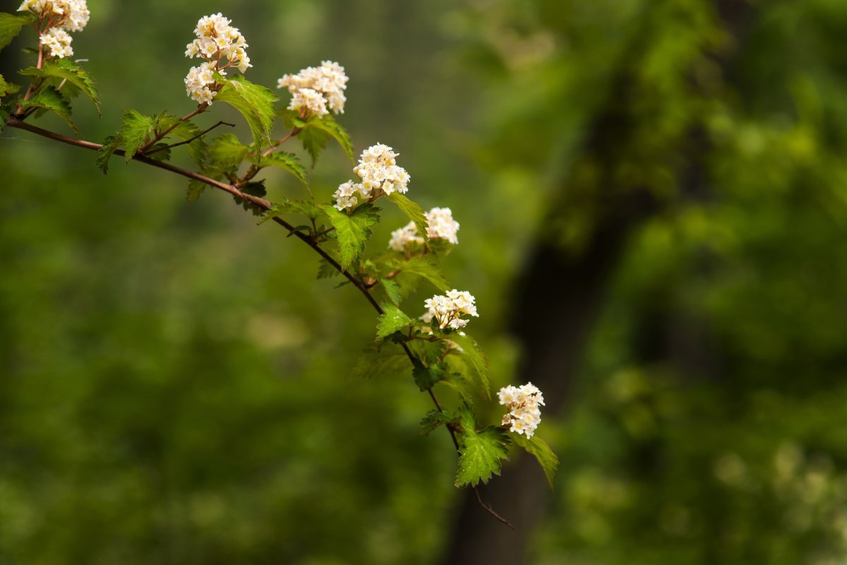 Стефанандра надрезаннолистная - фото 6