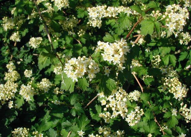 Стефанандра надрезаннолистная