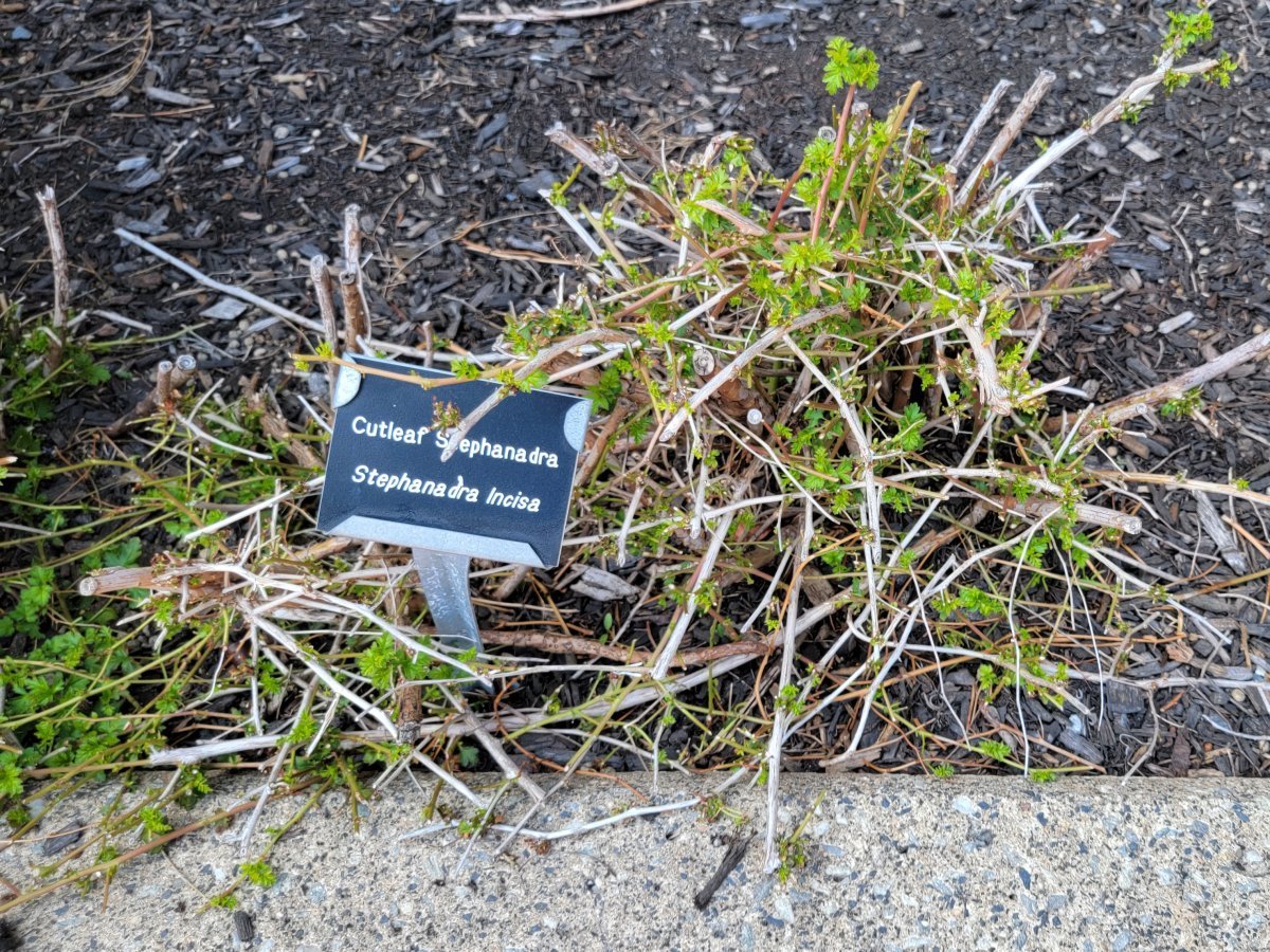 Стефанандра надрезаннолистная - фото 2