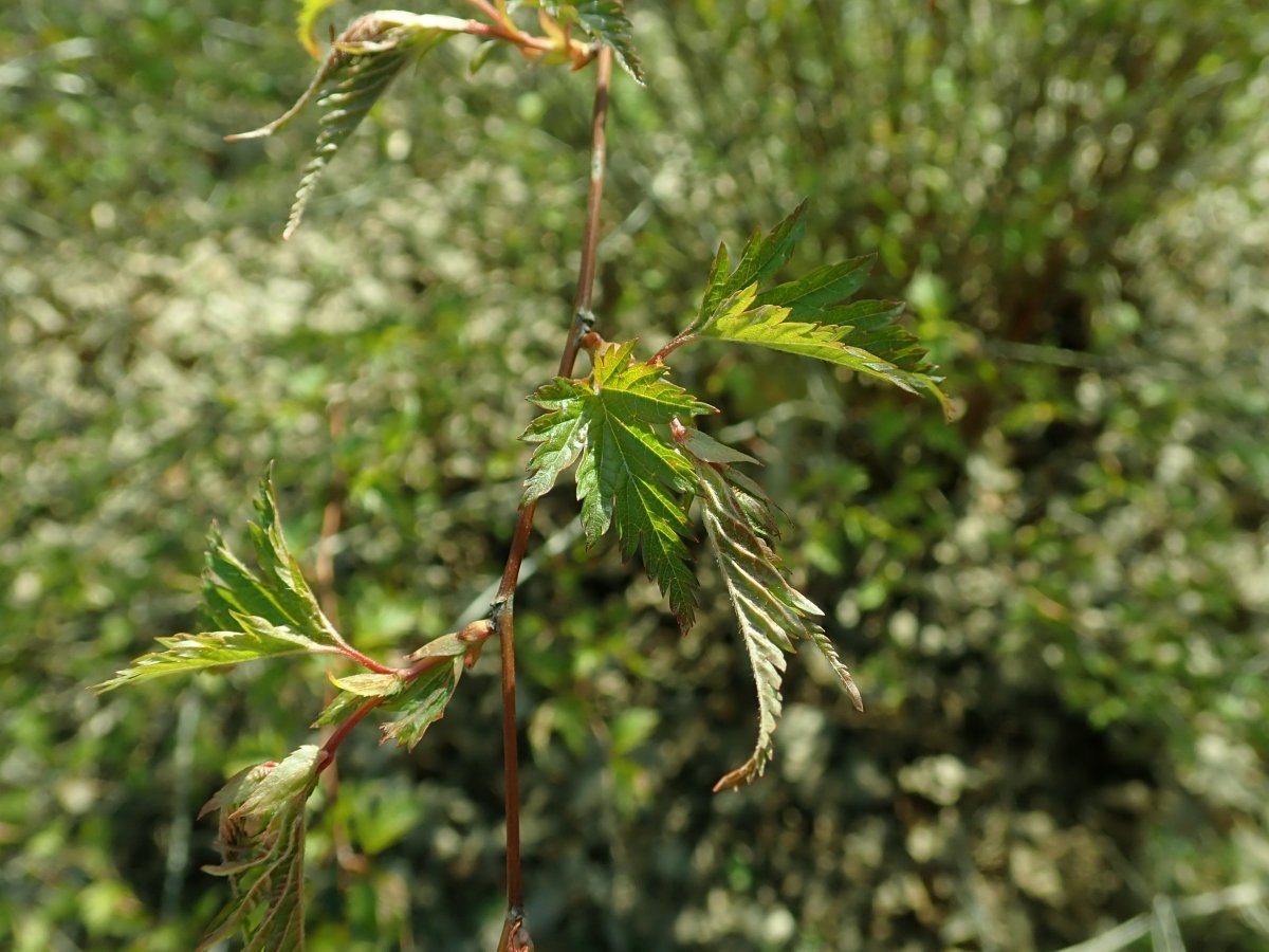 Стефанандра надрезаннолистная - фото 9