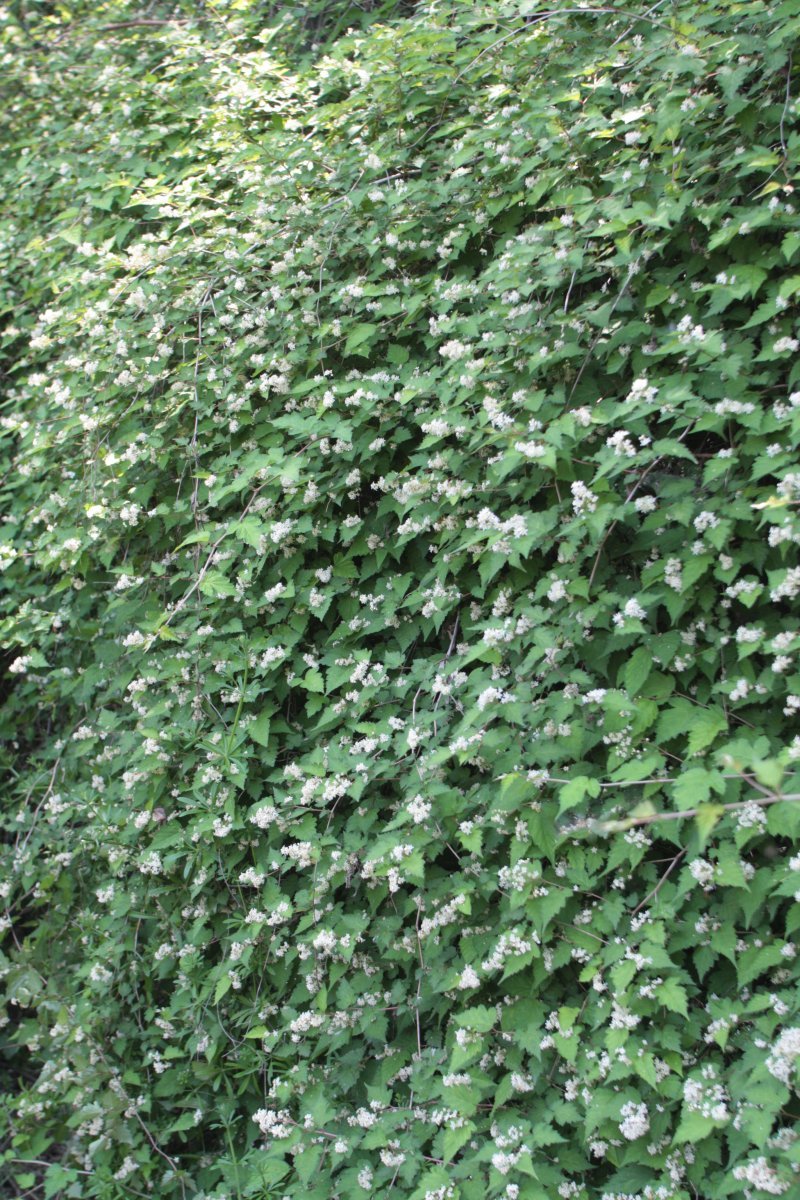 Стефанандра надрезаннолистная - фото 10