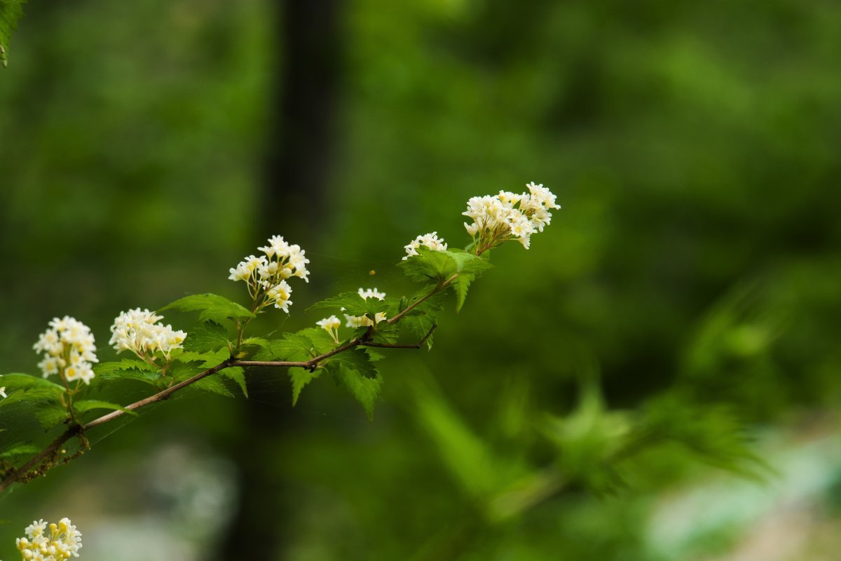 Стефанандра надрезаннолистная - фото 5