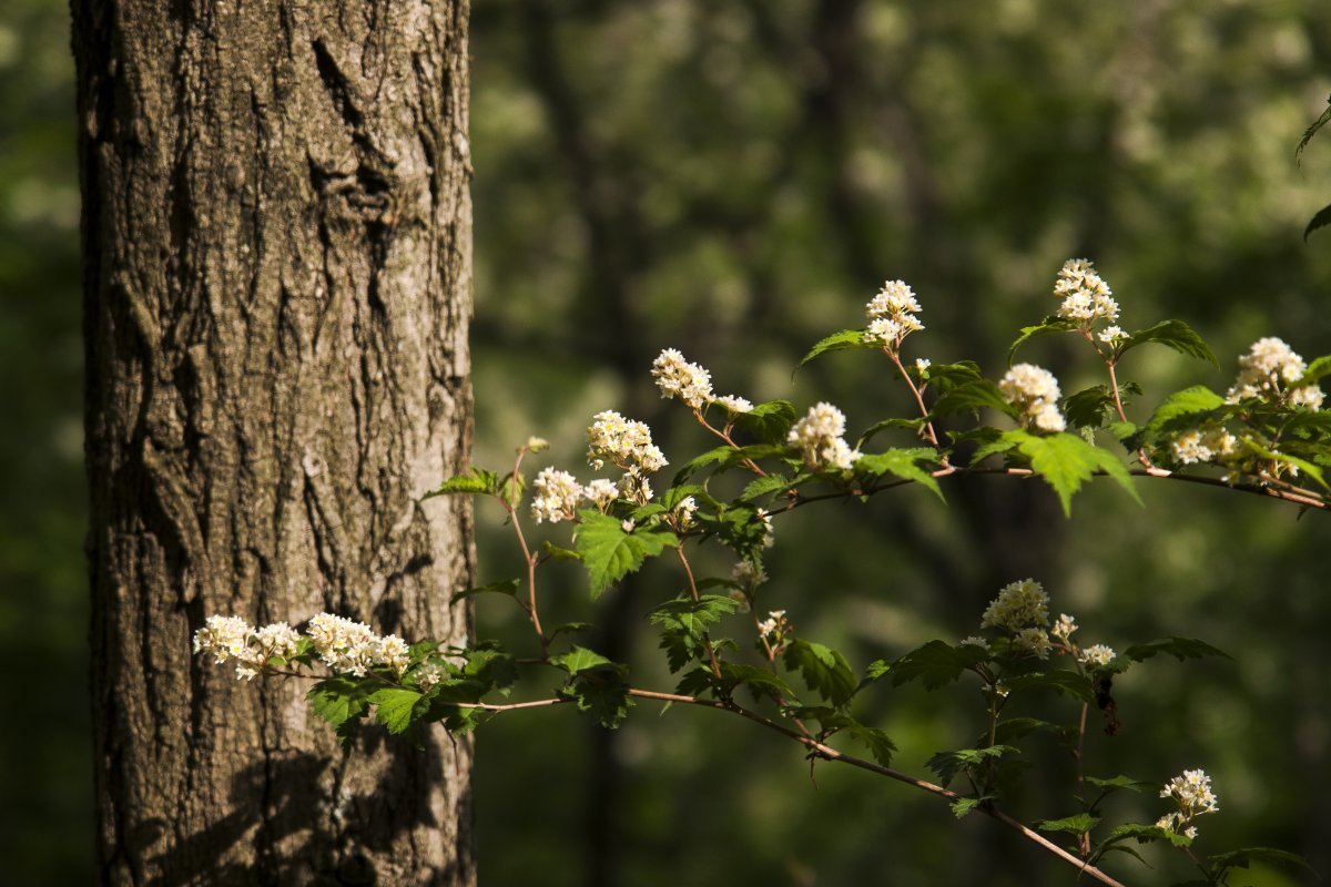 Стефанандра надрезаннолистная - фото 4