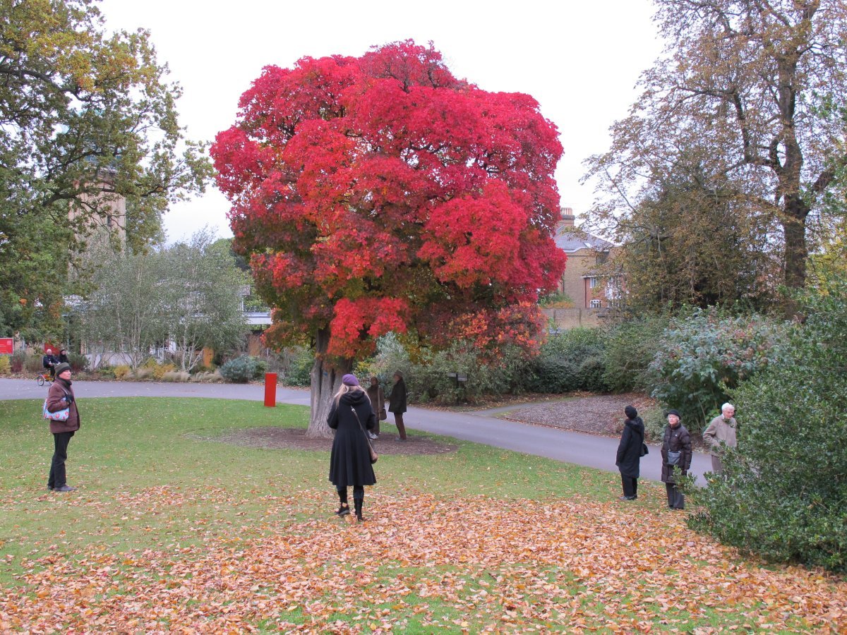 Скумпия американская