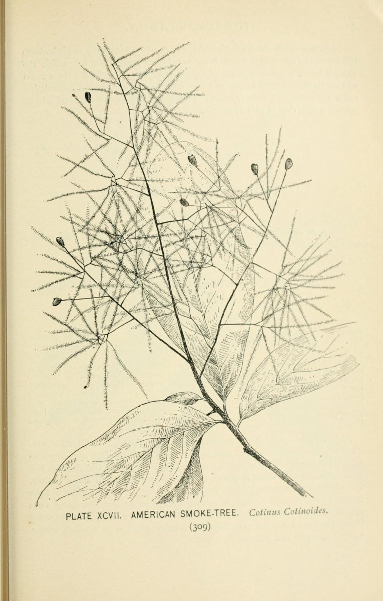 Скумпия американская - фото 6