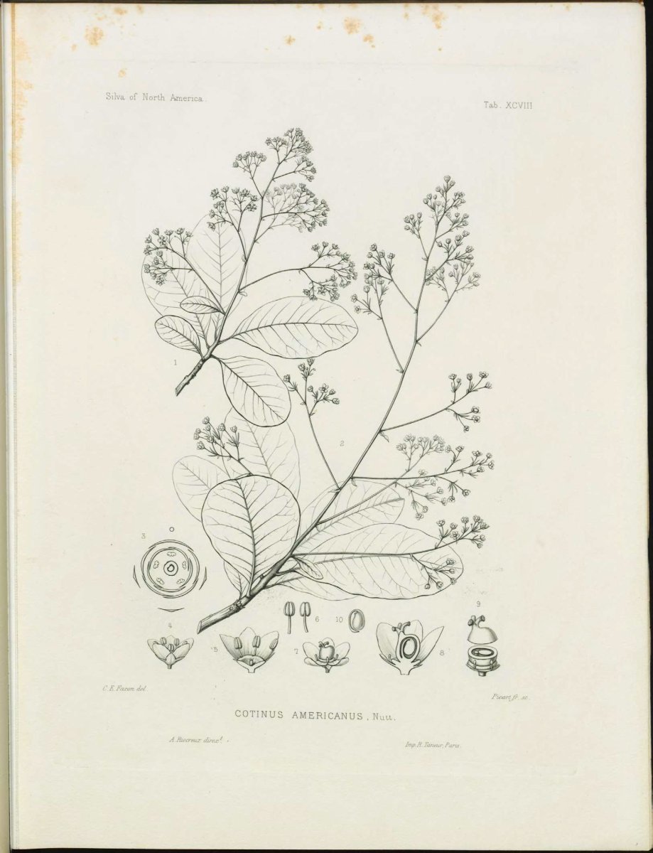 Скумпия американская - фото 5