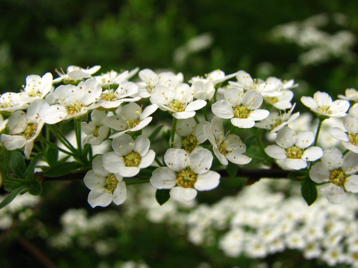 Спирея серая Грефшейм - фото 6