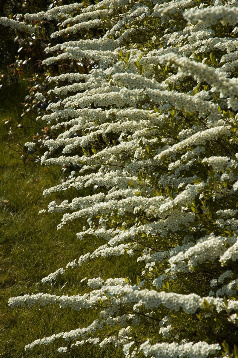Спирея серая Грефшейм - фото 11