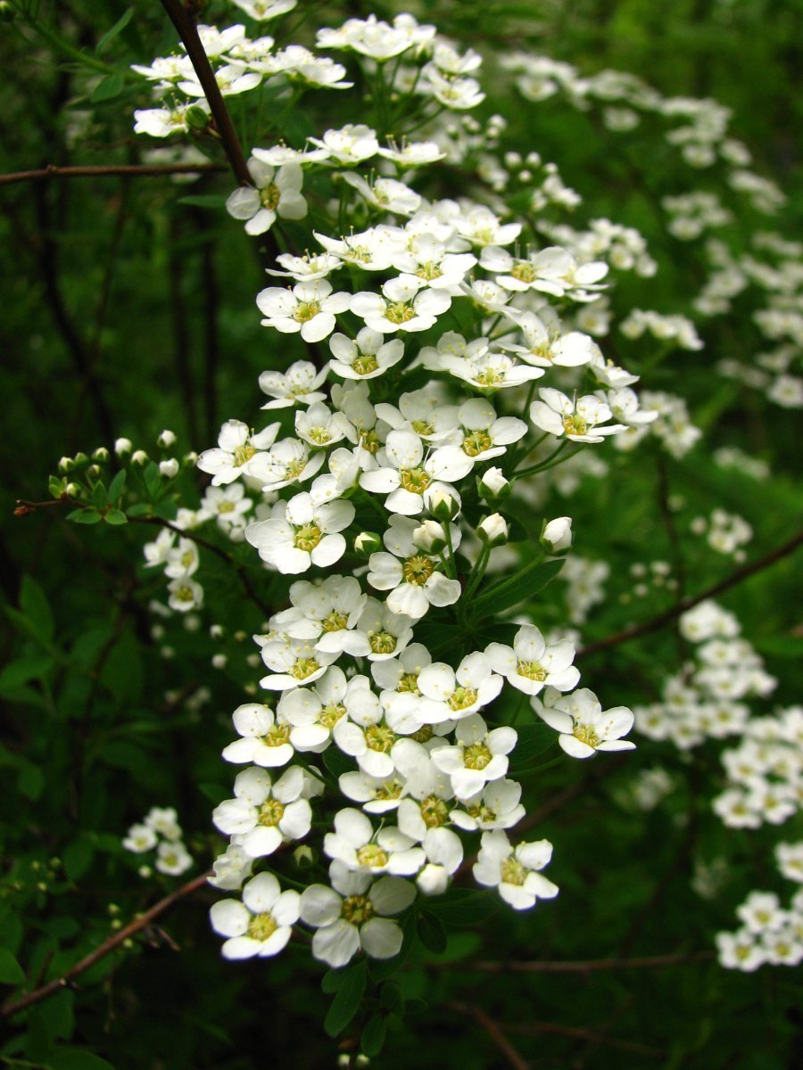 Спирея серая Грефшейм - фото 4