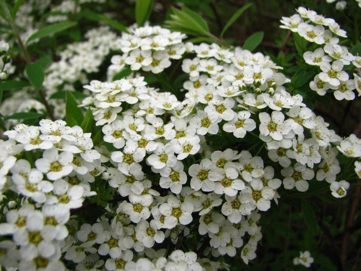 Спирея серая Грефшейм - фото 7