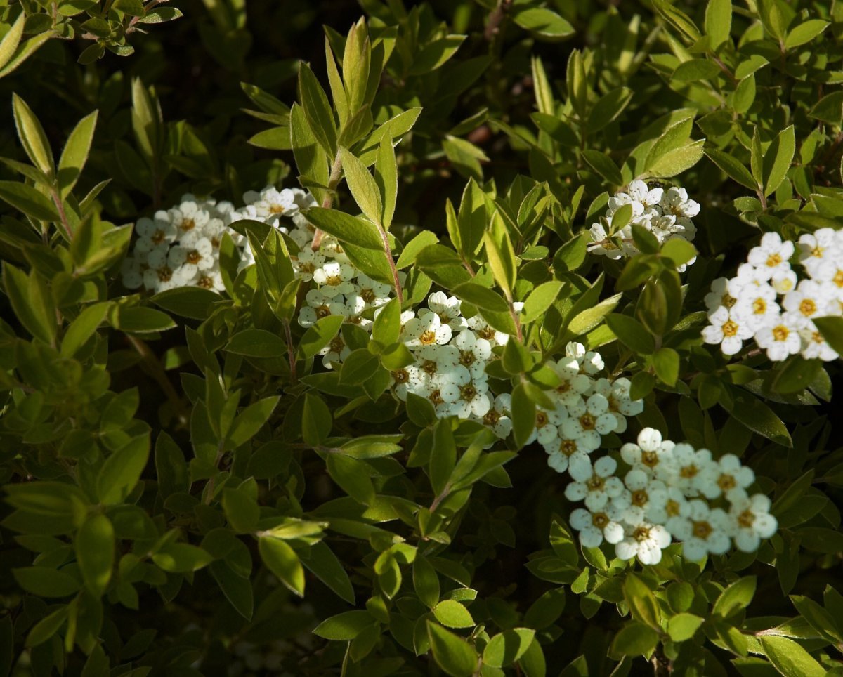 Спирея серая Грефшейм - фото 10