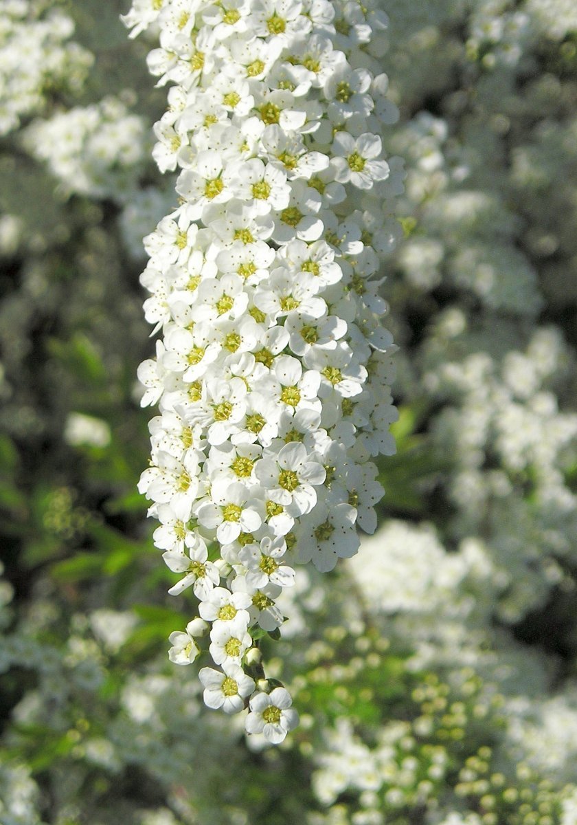 Спирея серая Грефшейм - фото 2