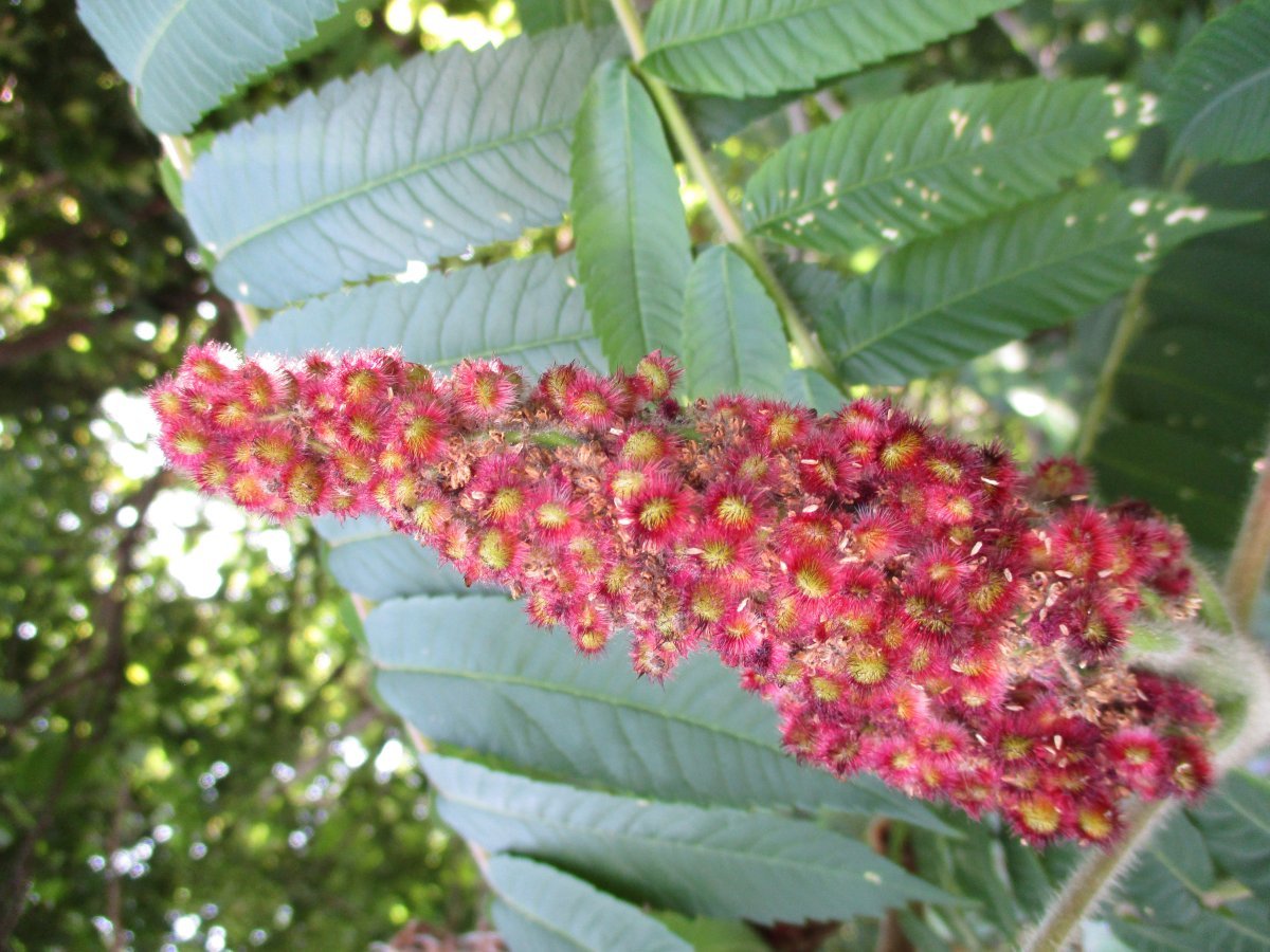 Сумах оленерогий - фото 6