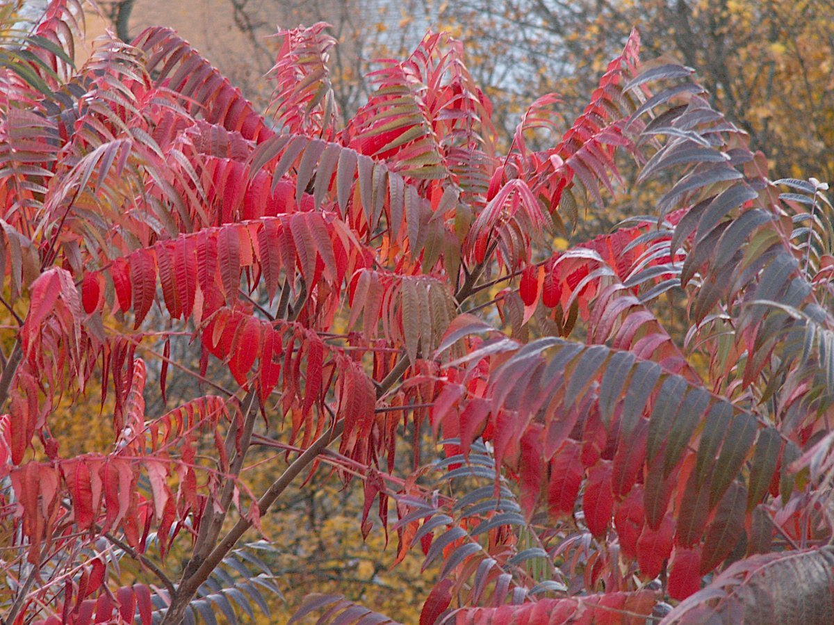 Сумах оленерогий - фото 3