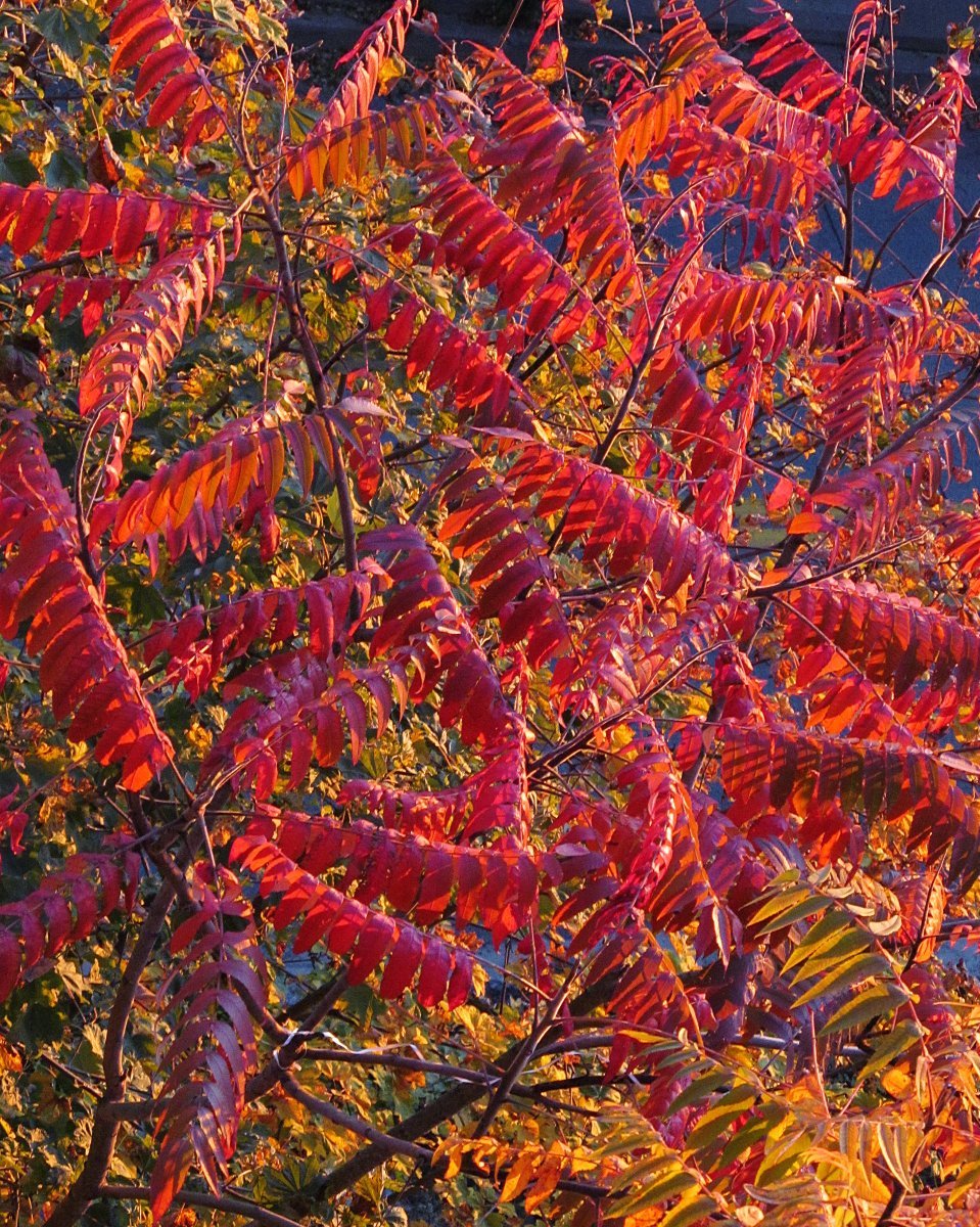 Сумах оленерогий - фото 5