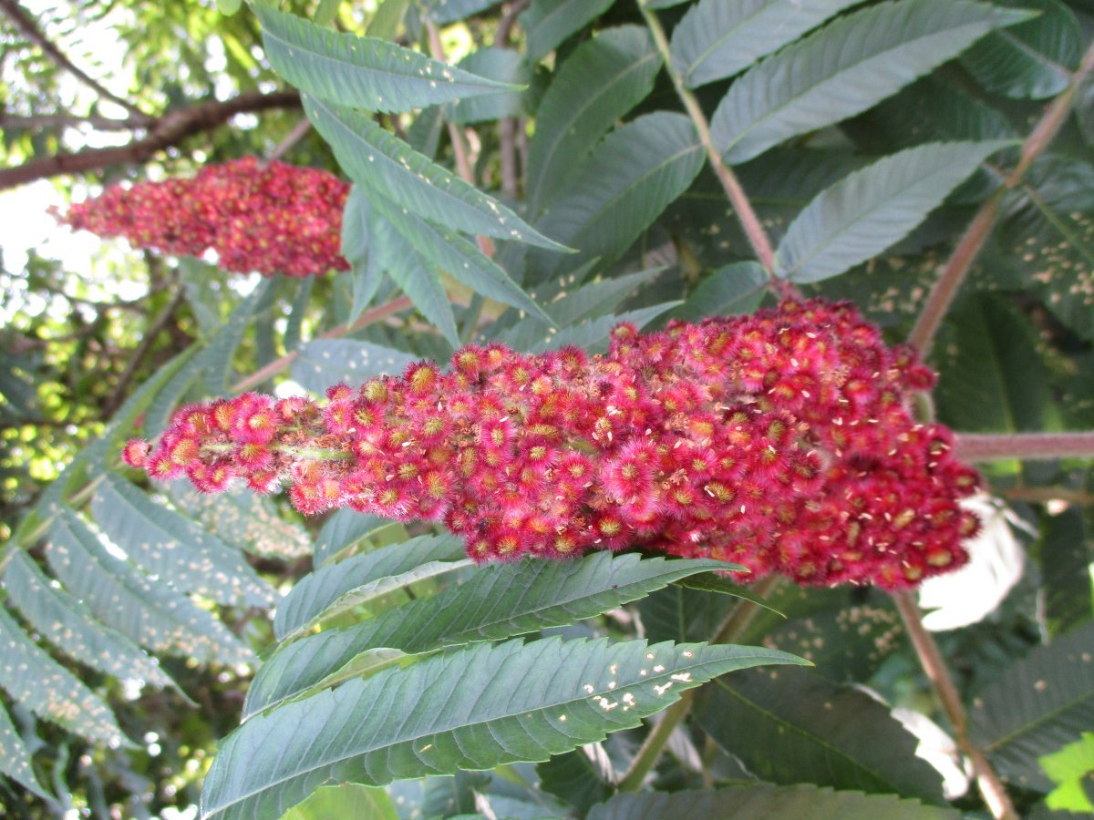 Сумах оленерогий - фото 7