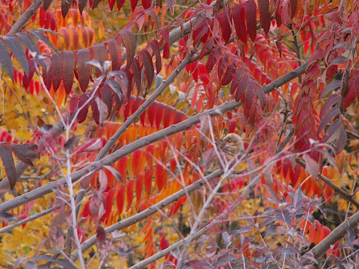 Сумах оленерогий - фото 4