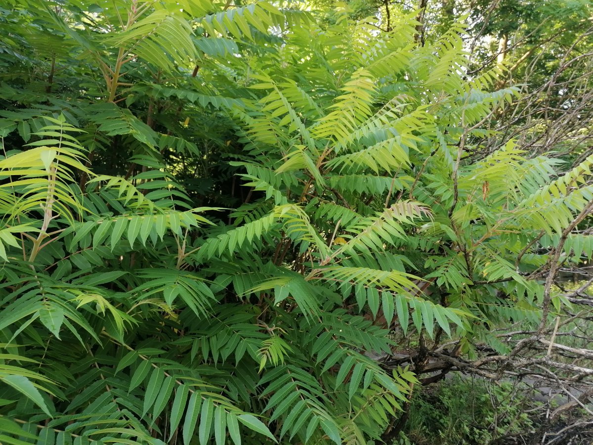 Сумах оленерогий