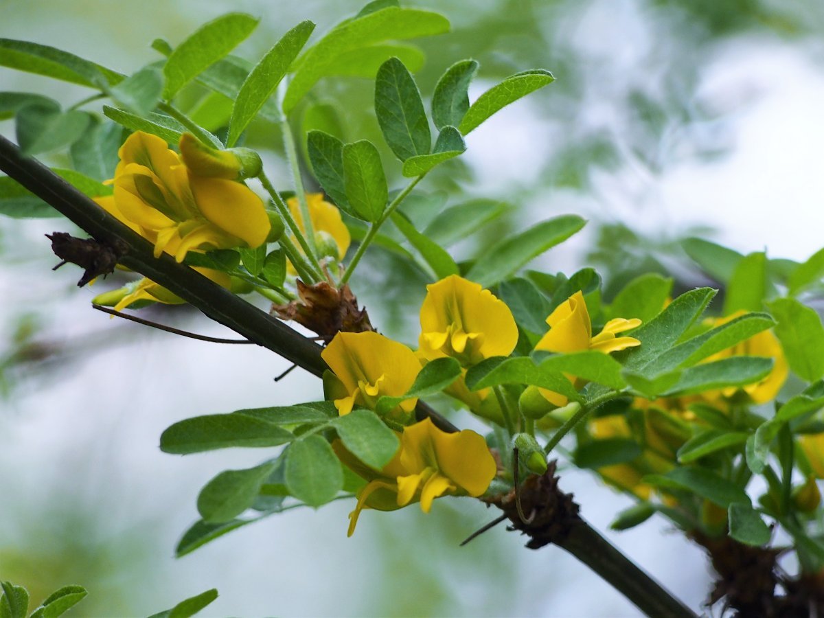 Карагана древовидная - фото 3