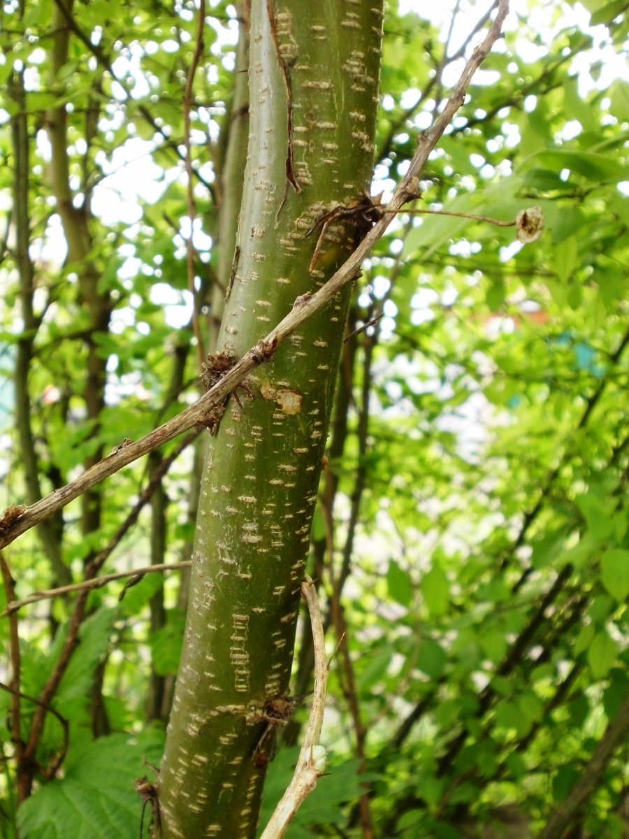 Карагана древовидная - фото 7