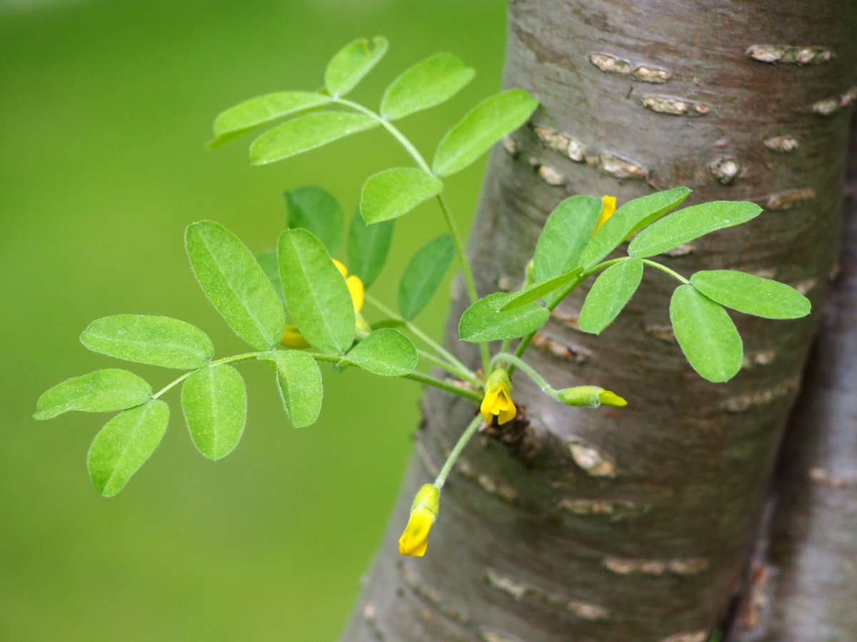 Карагана древовидная - фото 5
