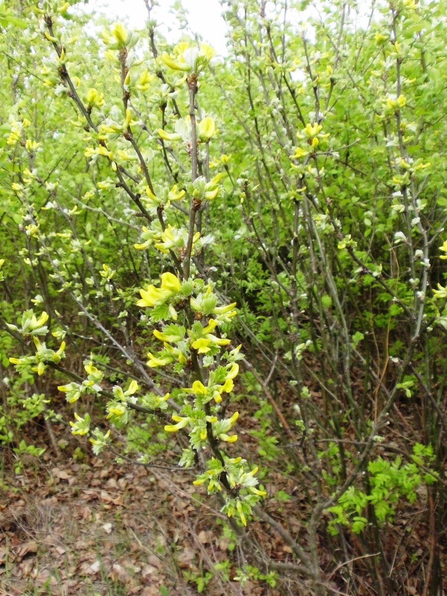 Карагана древовидная - фото 8