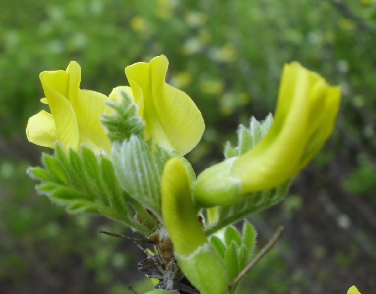 Карагана древовидная - фото 10