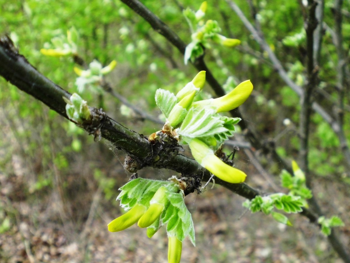 Карагана древовидная - фото 9