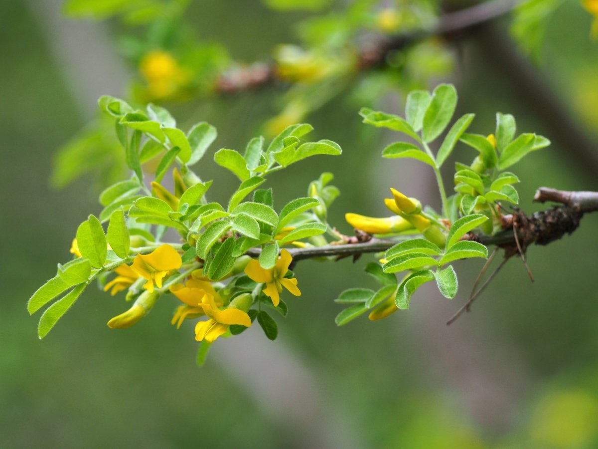 Карагана древовидная - фото 2