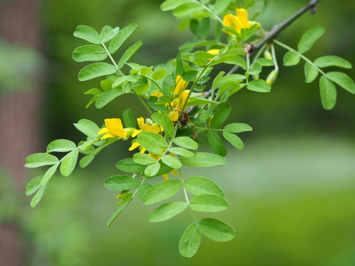 Карагана древовидная - фото 4