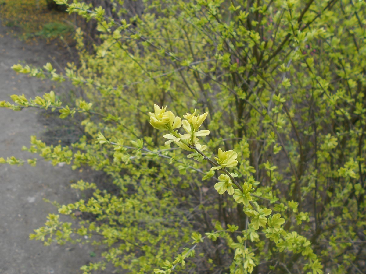 Карагана кустарниковая - фото 6