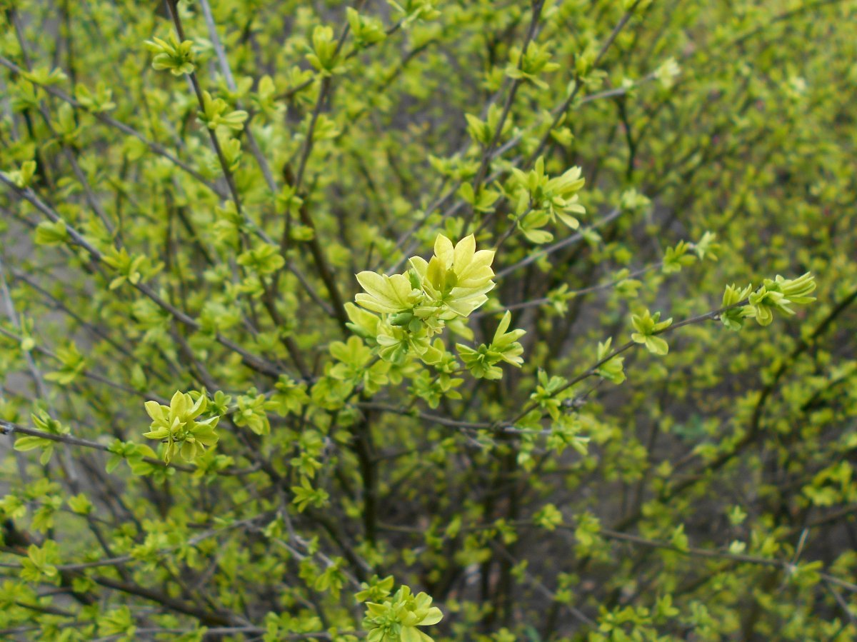 Карагана кустарниковая - фото 3