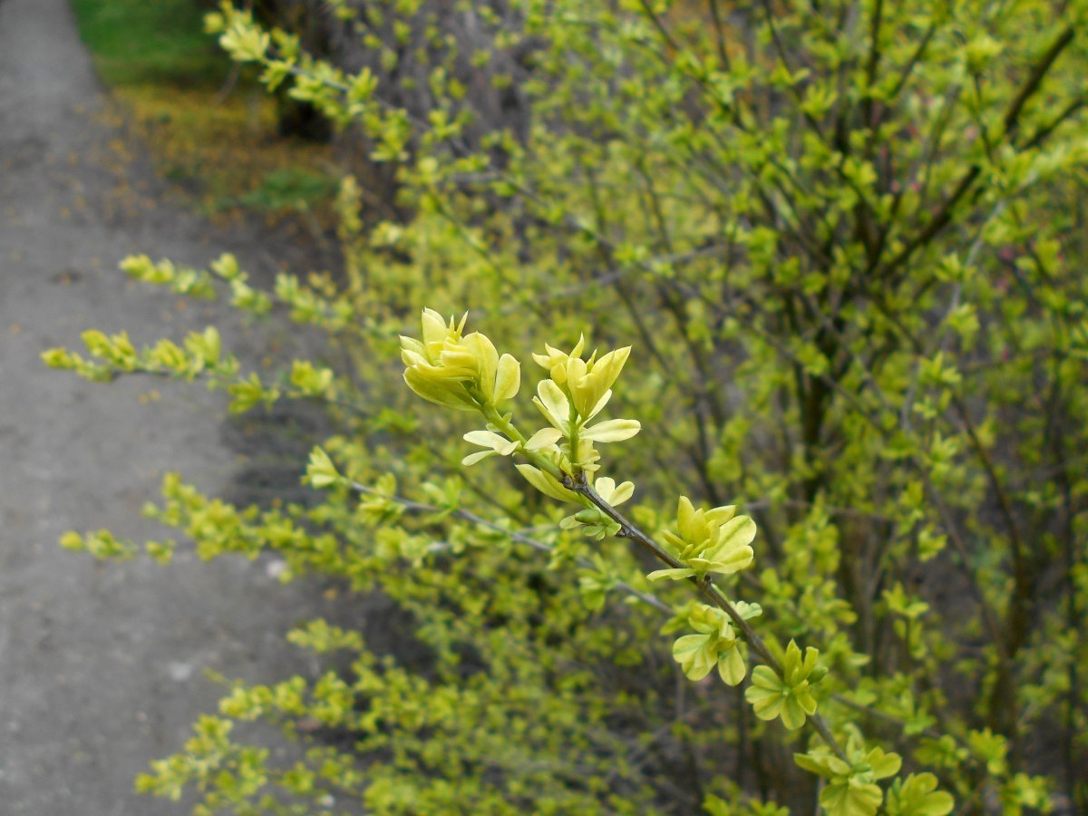 Карагана кустарниковая - фото 5