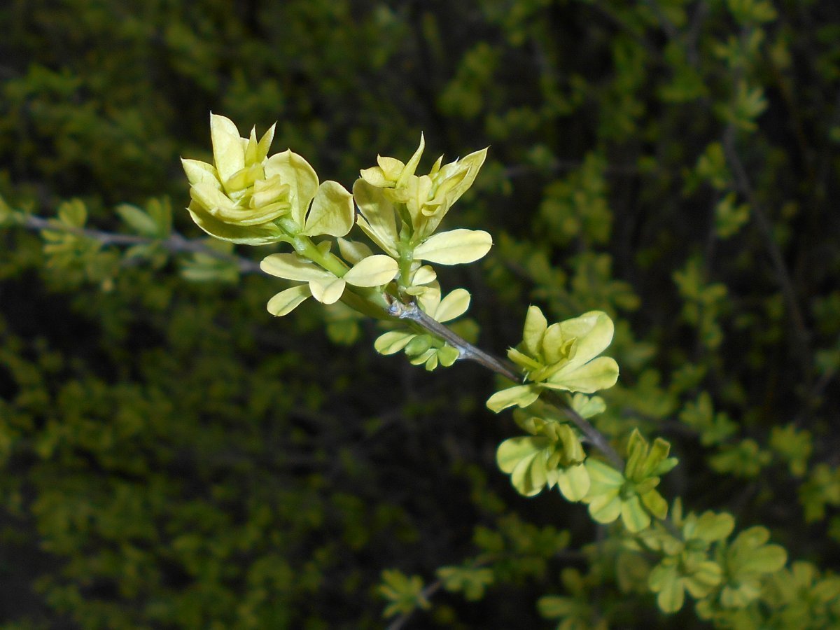 Карагана кустарниковая - фото 7