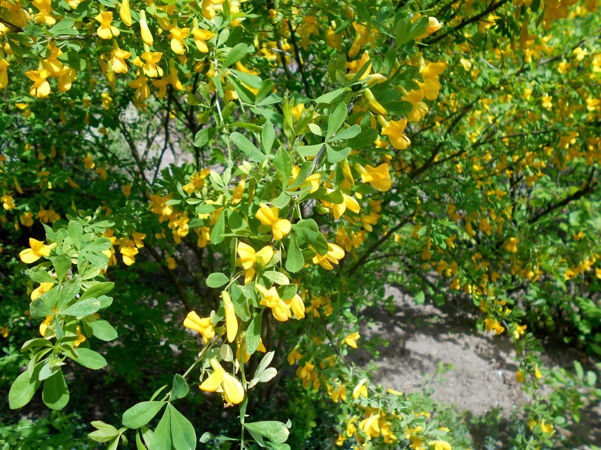 Карагана кустарниковая