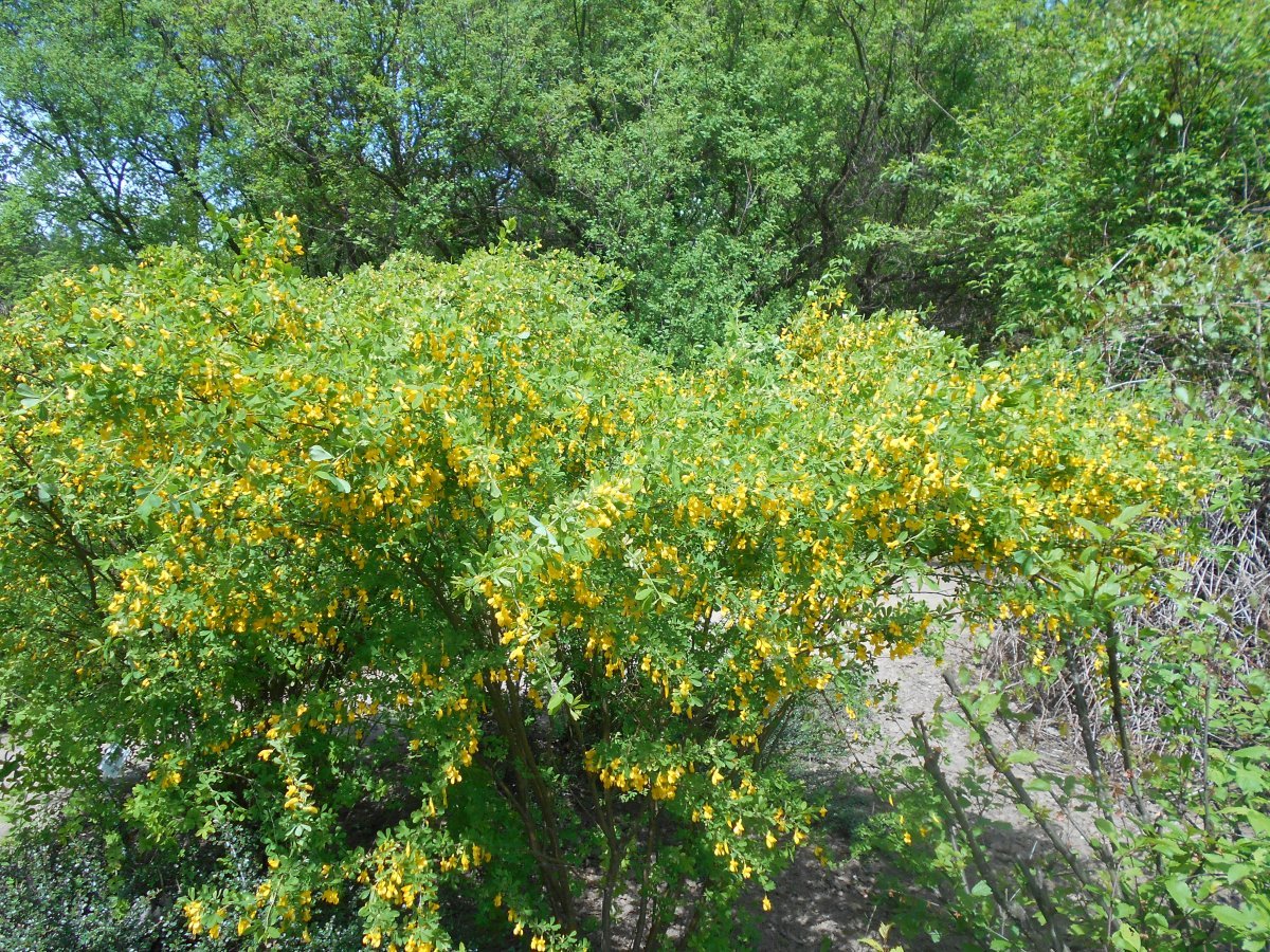 Карагана кустарниковая - фото 8