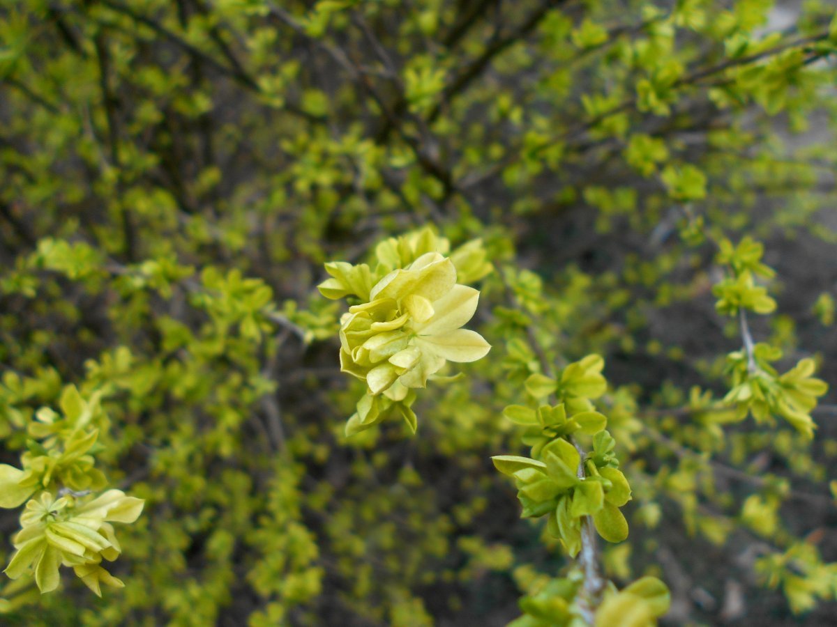 Карагана кустарниковая - фото 4