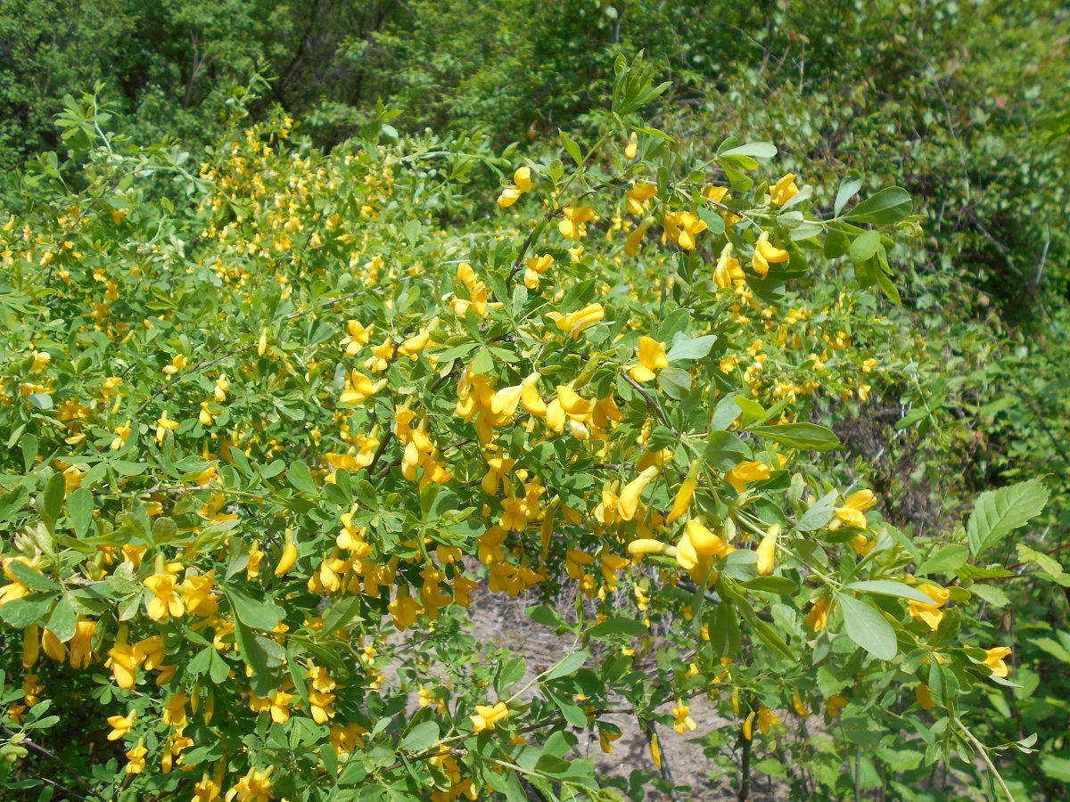 Карагана кустарниковая - фото 9