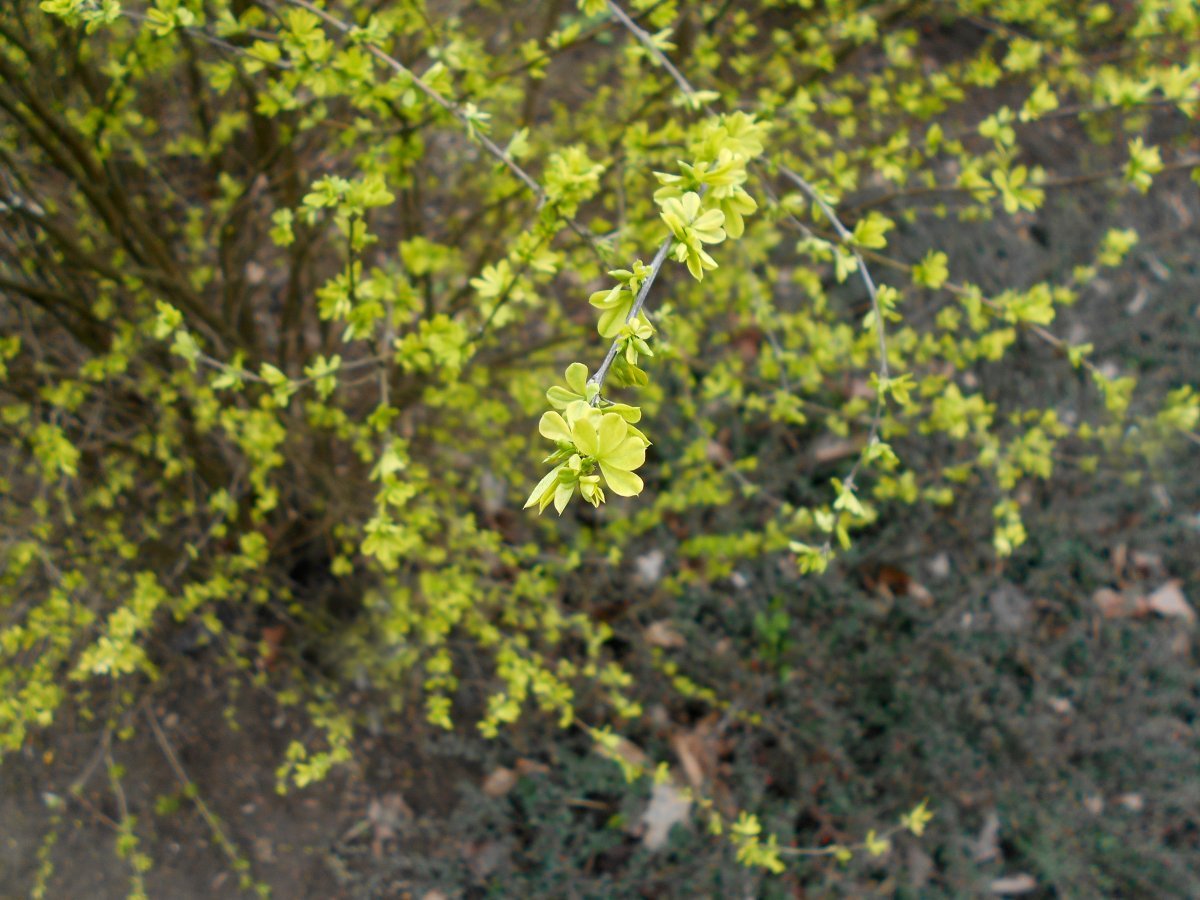 Карагана кустарниковая - фото 2